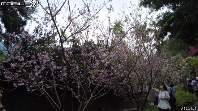 SH-01B之九族櫻花祭