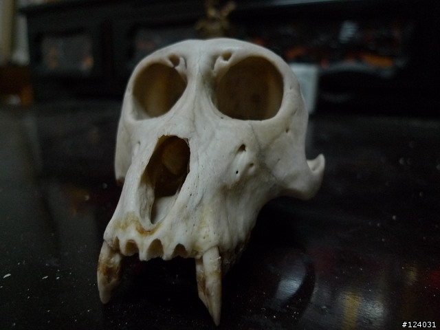 『逸品』獻上頭顱一顆