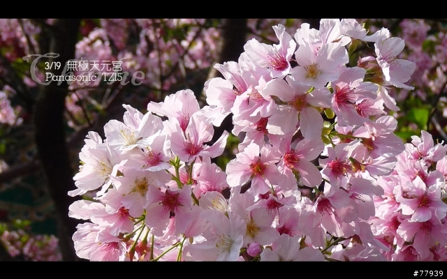 【分享】3/19 無極天元宮。Panasonic TZ15