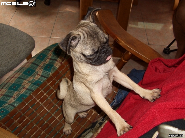 Pug(巴戈) 幫我取個名字