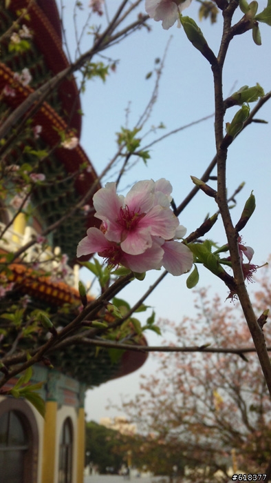 SH01B近拍的吉野櫻