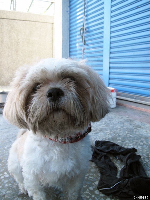 領養快訊-小西施犬-他需要一個家及愛他的主人