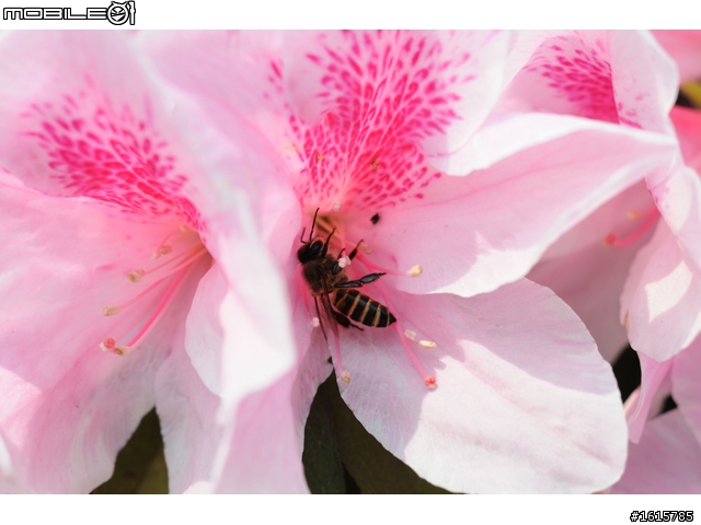 分享-Ai老鏡 Micro-NIKKON 55㎜ 1:3.5