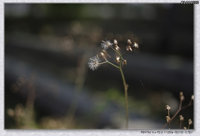 Pentax老鏡玩玩看~