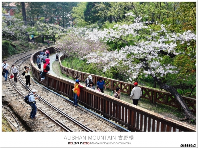 2010-03-22阿里山櫻花花況分享