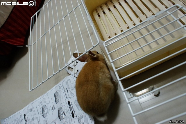 我家的霸道小兔兔"陳阿毛"的新家登場啦~~