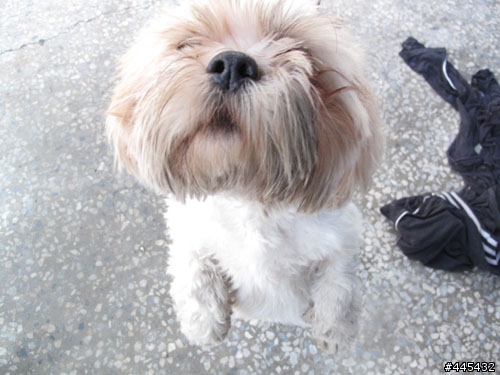 領養快訊-小西施犬-他需要一個家及愛他的主人