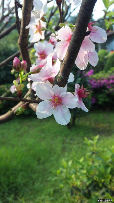 SH01B近拍的吉野櫻