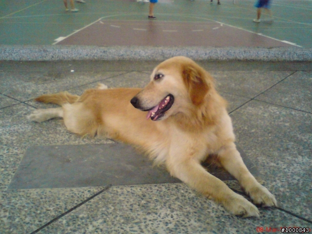 高雄市楠梓區尋獲黃金獵犬