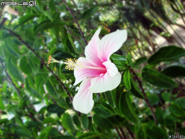 來~ 走春賞花去 台南公園