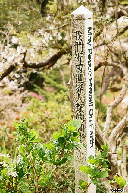 A550征服阿里山櫻海