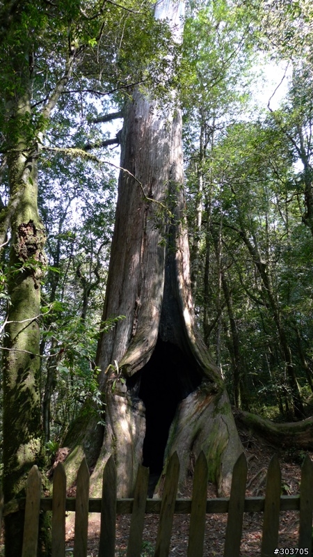 鎮西堡神木群B區之旅