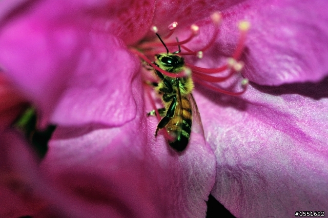 台大杜鵑花開，再操Nikon AF Micro 85 F/3.5