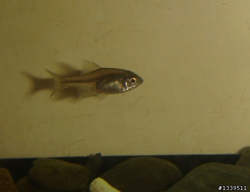 養了快半年的魚，卻不知道是什麼魚...(附圖)