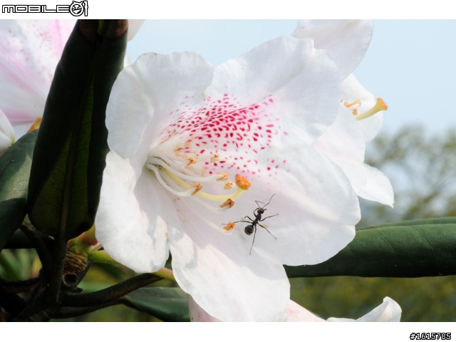 分享-Ai老鏡 Micro-NIKKON 55㎜ 1:3.5