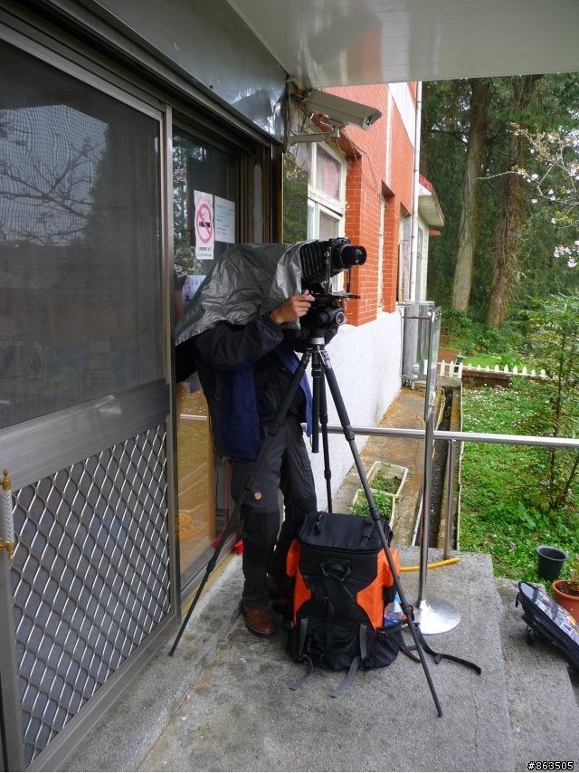 【櫻櫻期盼】阿里山賞櫻趣之櫻花篇