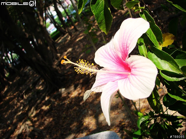 來~ 走春賞花去 台南公園