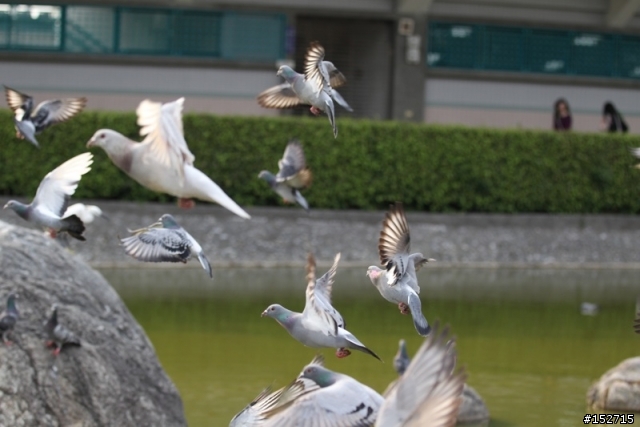 Canon EF 70-200mm is II usm +1d4公園隨手拍
