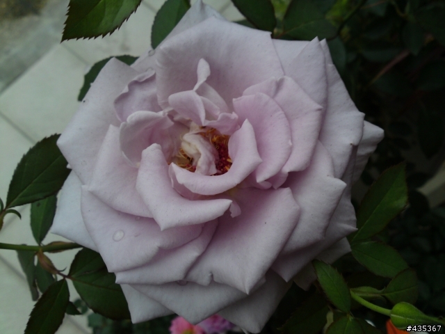 自家玫瑰開花囉!!(需要園藝版)