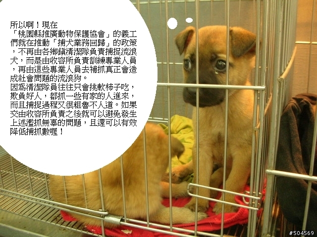 請支持「捕犬回歸」政策，有效降低桃園縣(全省)的捕犬數，不要再把家犬當流浪犬了！