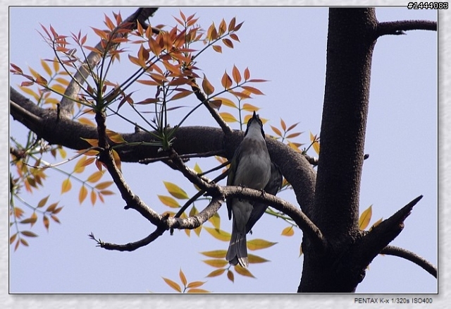 Pentax老鏡玩玩看~