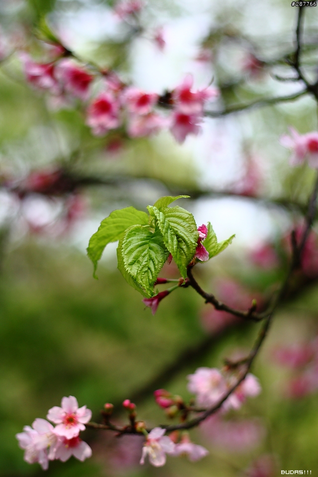 Canon Kiss X2 +50mm f1.8 陽明花季不拍花
