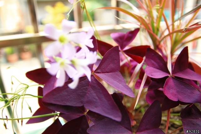 SIGMA 17-70mm os 平反冤枉