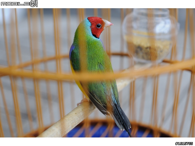 分享-Ai老鏡 Micro-NIKKON 55㎜ 1:3.5