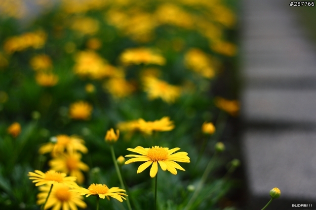Canon Kiss X2 +50mm f1.8 陽明花季不拍花