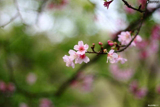 Canon Kiss X2 +50mm f1.8 陽明花季不拍花
