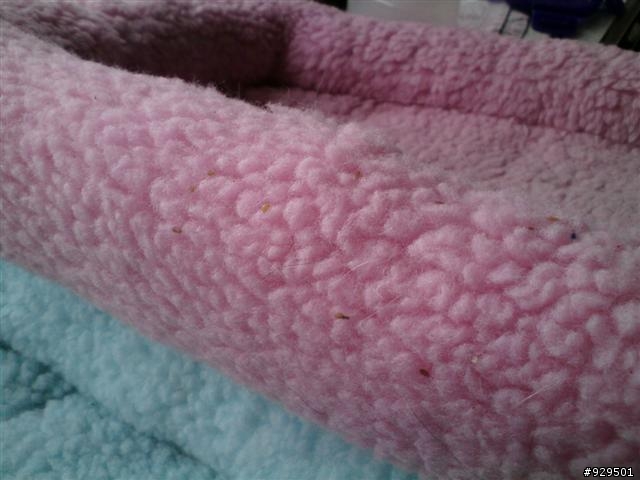 為什麼我家的貓咪躺過的地方都會有芝麻出現呀@@