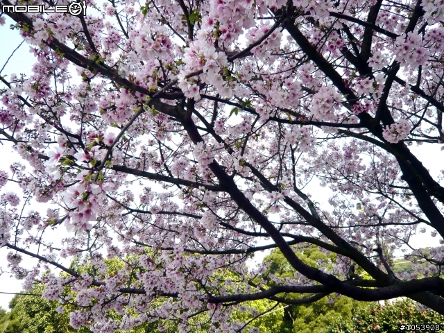 【遊記】淡水天元宮--戀戀吉野櫻