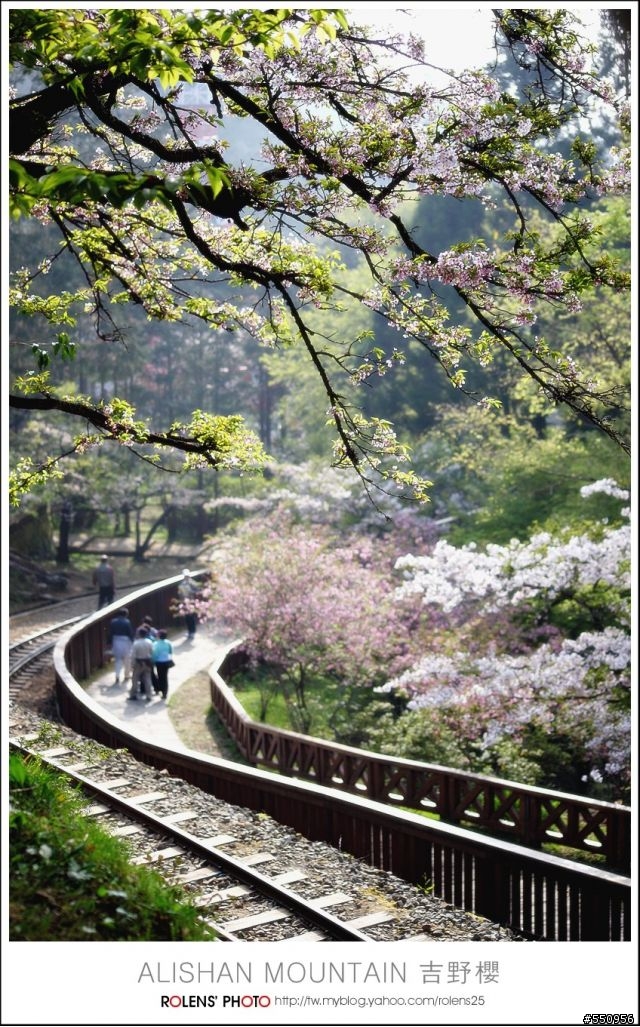 2010-03-22阿里山櫻花花況分享