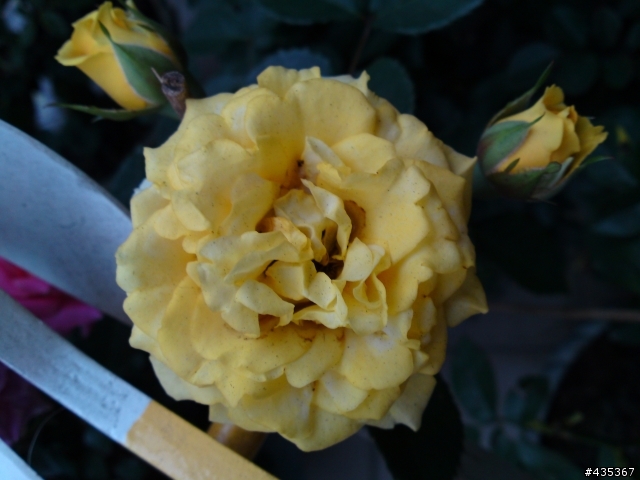 自家玫瑰開花囉!!(需要園藝版)