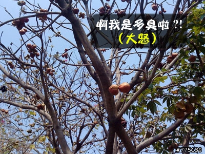 行道樹好衰