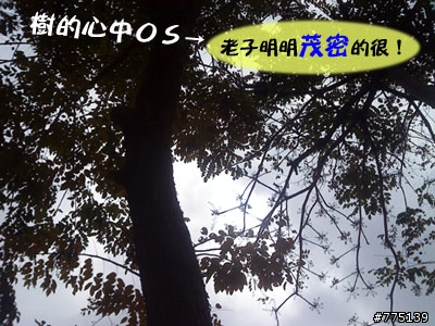 行道樹好衰