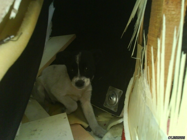 €米克斯幼犬尋求認養