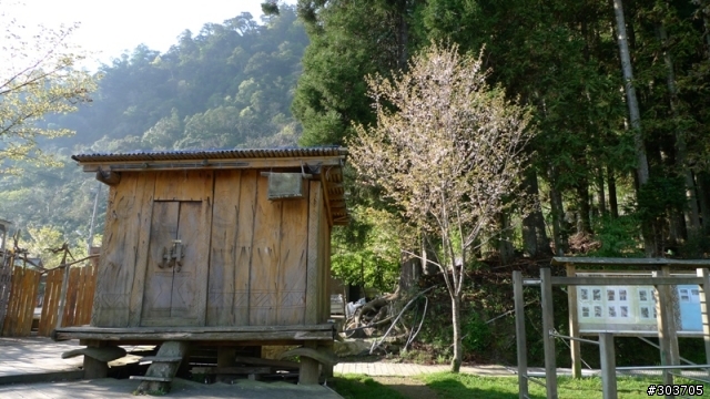 鎮西堡神木群B區之旅