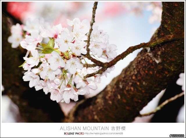 2010-03-22阿里山櫻花花況分享