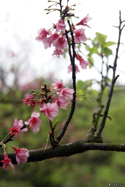 [分享] a200 - 陽明山花季 ~