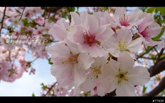 【分享】3/19 無極天元宮。Panasonic TZ15