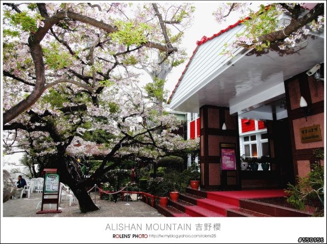 2010-03-22阿里山櫻花花況分享