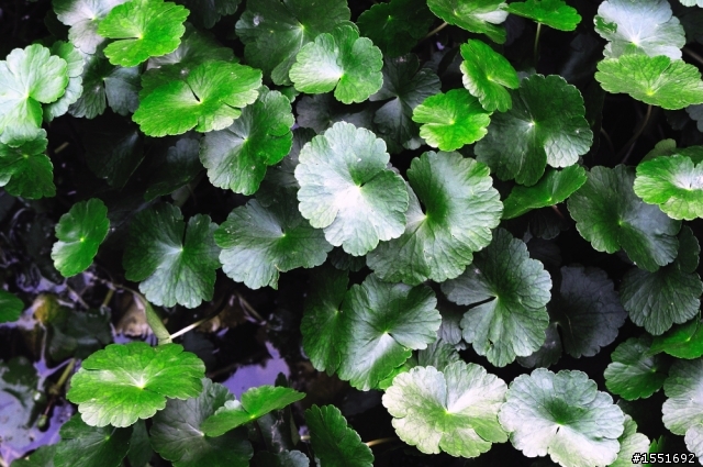 台大杜鵑花開，再操Nikon AF Micro 85 F/3.5