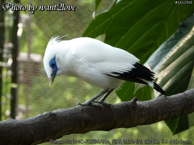FZ35蓋雀仔大樓(歡迎一起來蓋)