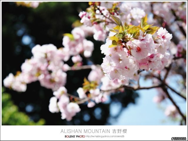 2010-03-22阿里山櫻花花況分享