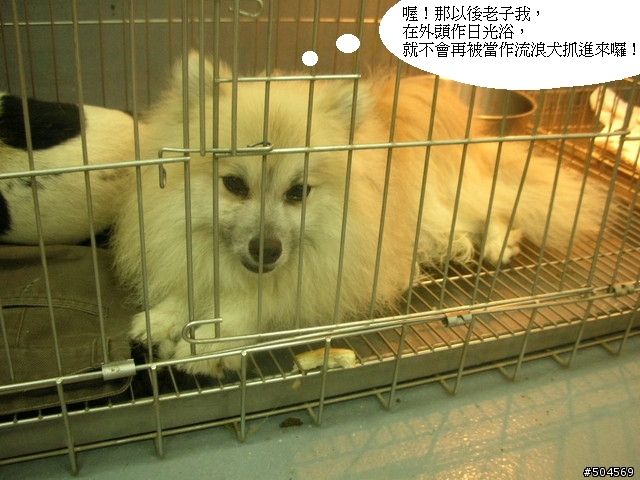 請支持「捕犬回歸」政策，有效降低桃園縣(全省)的捕犬數，不要再把家犬當流浪犬了！