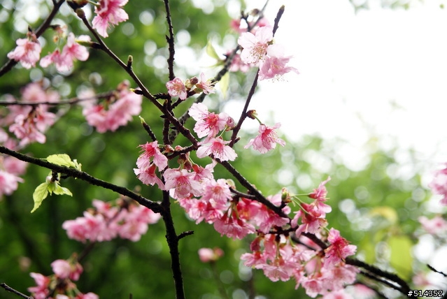 [分享] a200 - 陽明山花季 ~