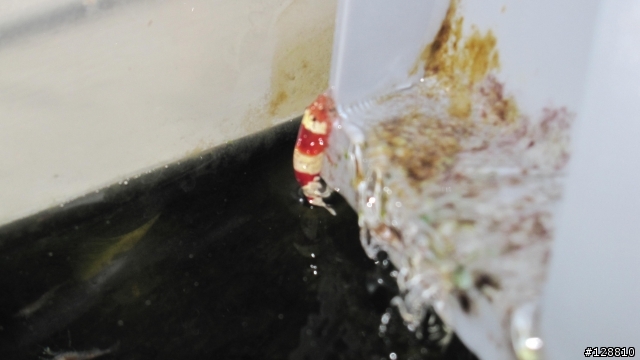 水晶蝦  爬 外掛