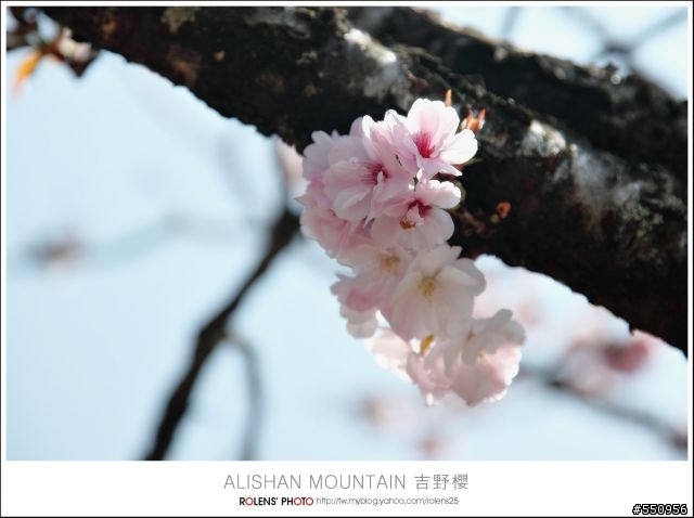 2010-03-22阿里山櫻花花況分享