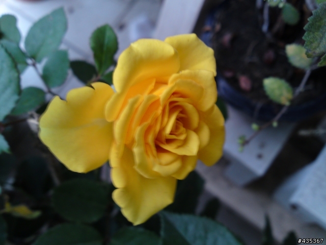 自家玫瑰開花囉!!(需要園藝版)